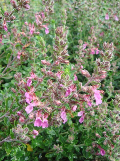Teucrium chamaedrys fleur